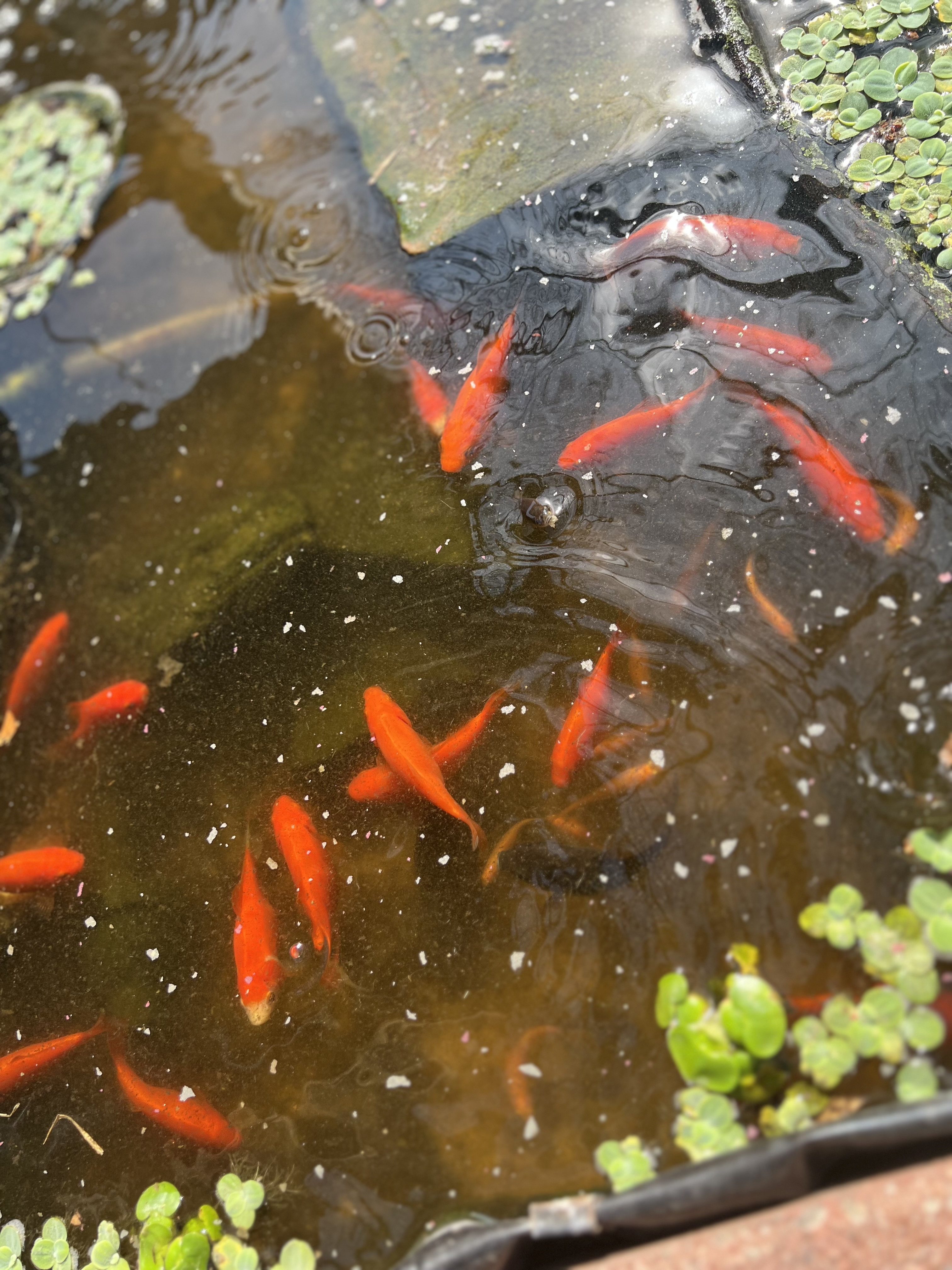 Bright orange comet goldfish swimming in a backyard pond